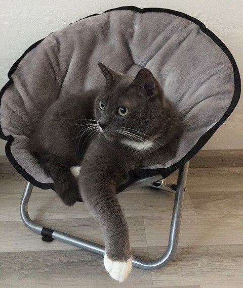 Relax stol för katt och liten hund
