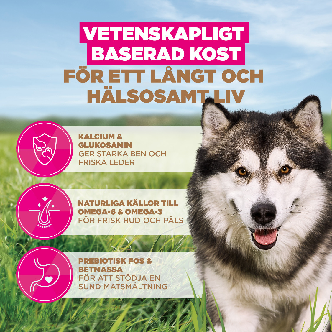 Eukanuba Adult L/XL graanvrij zeevis hondenvoer