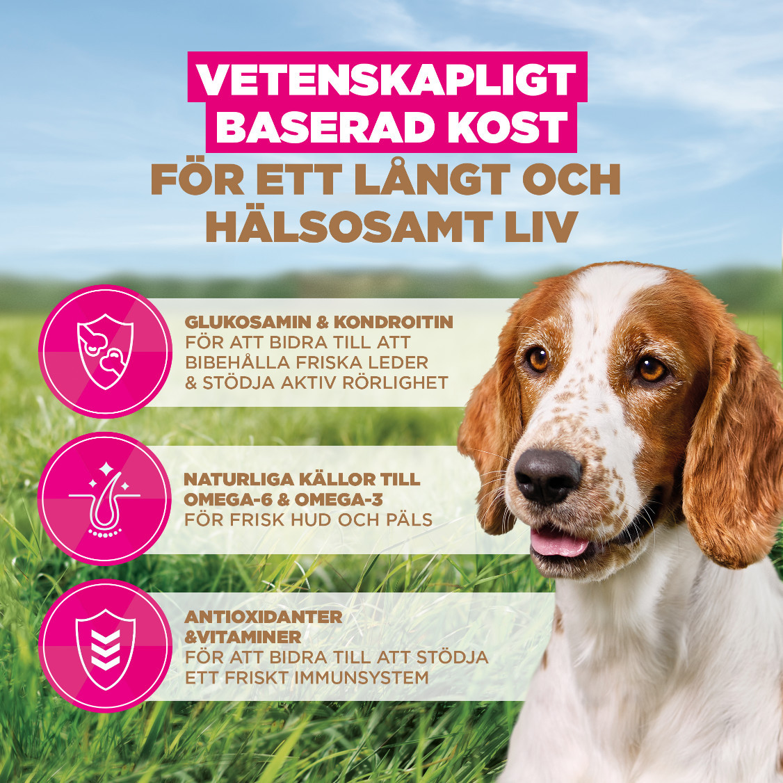 Eukanuba Senior Small & Medium met oceaanvis graanvrij hondenvoer