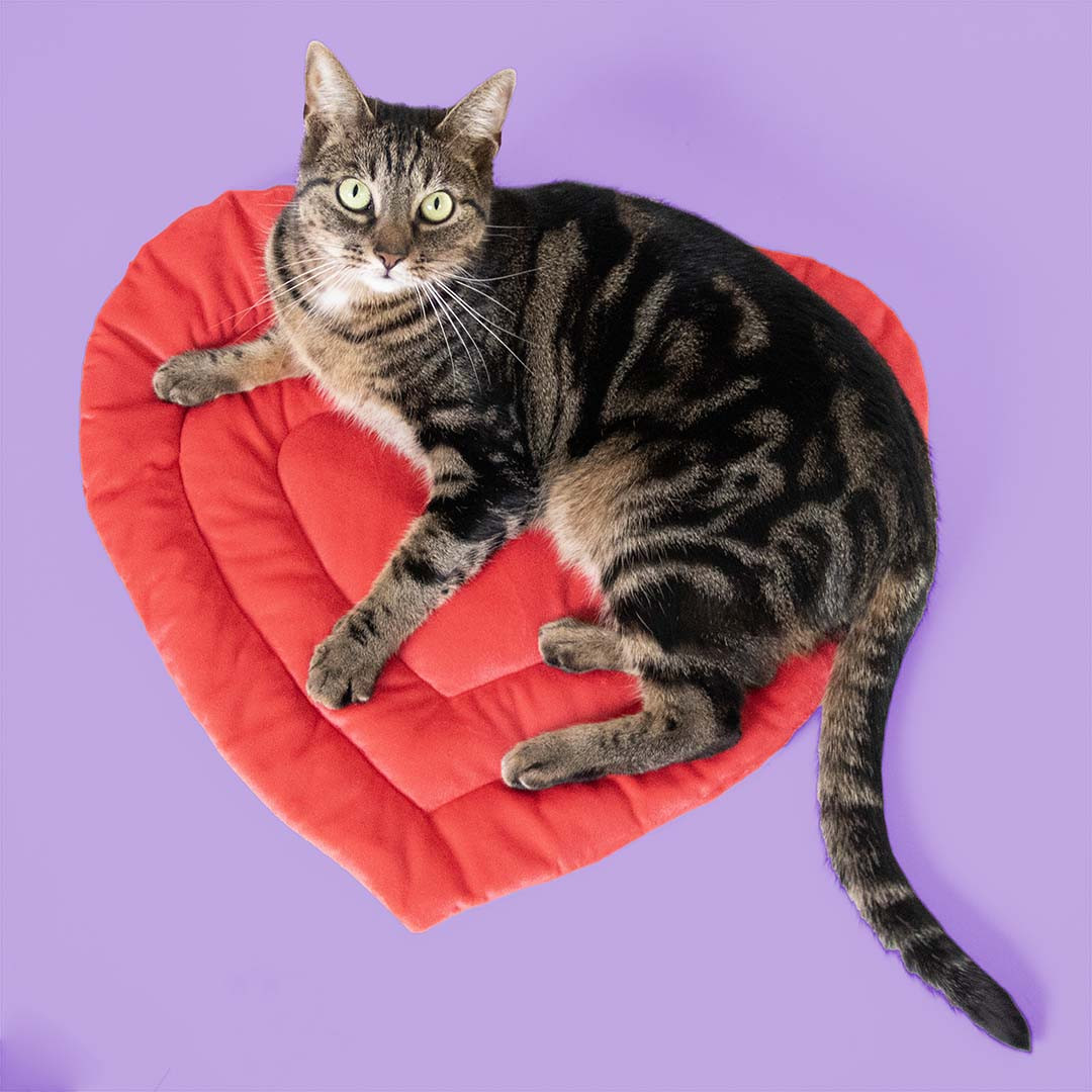 Be Mine kattenplaid hartvorm rood