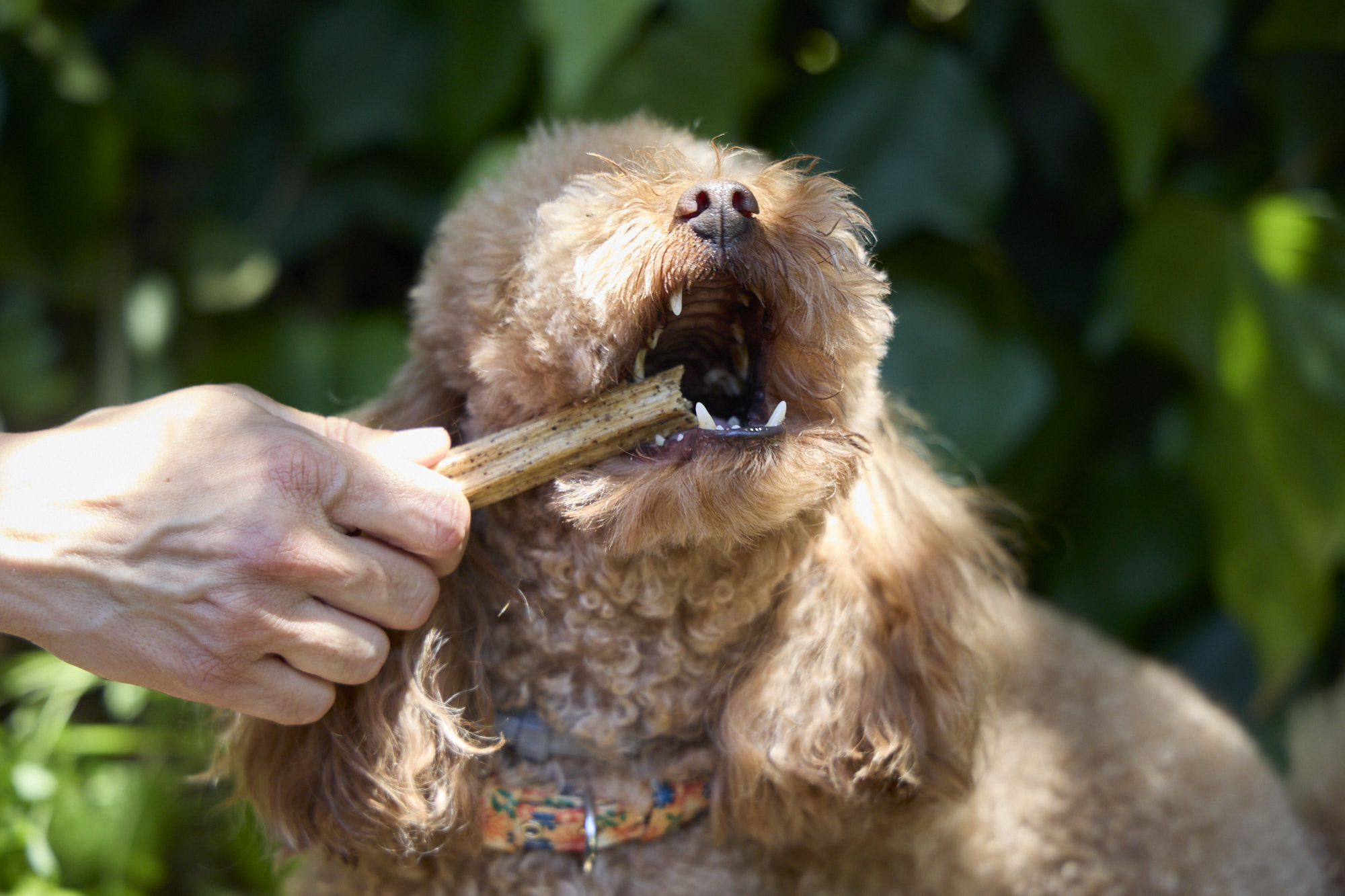 Plaqtiv+ Oral Care Daily Dental Care kauwsticks voor de hond