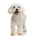 Bichon hundfoder