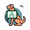 Luftvägar och lungor hund