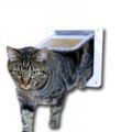 Kattluckor