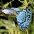 Guppyvoer
