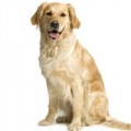 Golden Retriever hundfoder