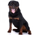 Rottweiler hundfoder