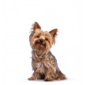 Yorkshireterrier hundfoder