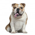 Engelsk Bulldog hundfoder