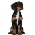 Cavalier king charles spaniel hundfoder