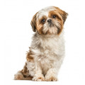 Shih Tzu hundfoder