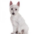 West Highland White Terrier hundfoder
