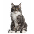 Maine Coon kattfoder