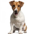 Jack Russel hundfoder