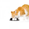 Matskålar och drickfontäner för katt